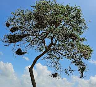 Birdsnests on a tree