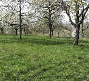 Wanderweg Firstwaldrunde