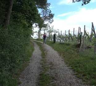 Schutzgebiet Spitzberg, Pfaffenberg