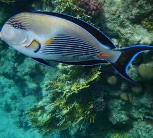 Acanthurus Sohal