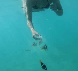 Und gekochtes Ei mögen sie auch