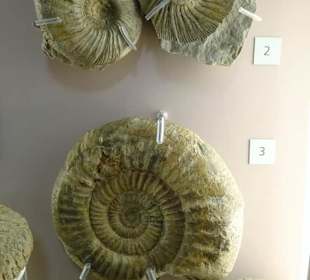 Fossiliensammlung im NordJURA-Museum