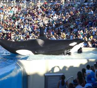 Shamu Show