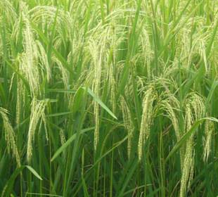 Reisterrassen von Ubud