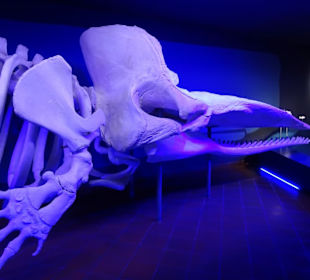 Impressionen aus dem Aquazoo Löbbecke Museum