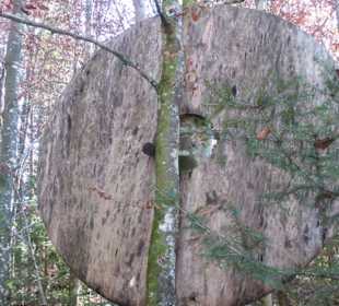 Kunstpark Skulptur-Lichtung