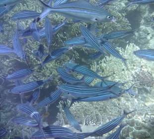 Blaue Fusiliere Hotel Tulip Resort