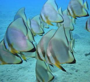 Unterwasserlandschaft