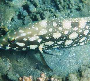 Summana-Zackenbarsch