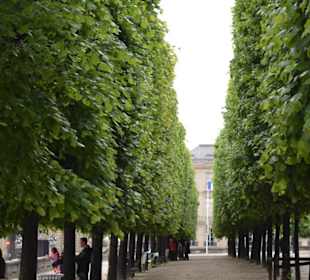 Jardin des Tuileries