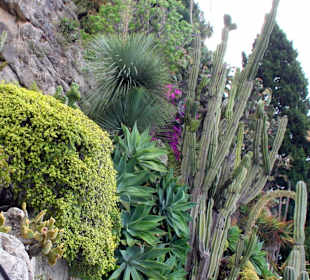 Jardin dÉxotique - Monaco