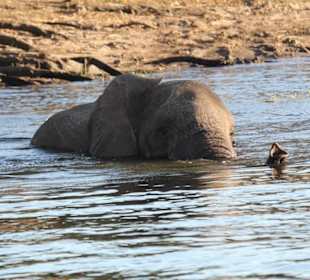 Schwimmender Elefant im Chobe vom Hotelboot aus