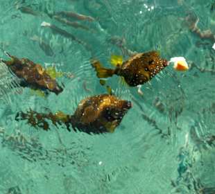 Рыбки на понтоне