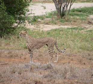 Gepard