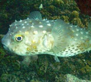 Langstachel Igelfisch