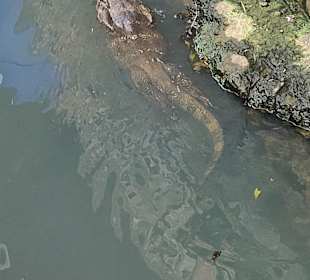 Stadtrundgang Bang Tao Bay