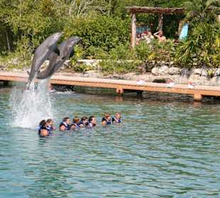 Delfinnummer mit Touristen