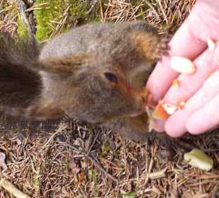 Eichhörnchen füttern am See