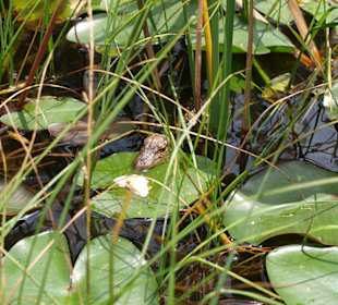 Babyalligator in freier Wildbahn
