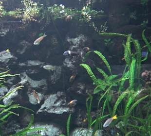 Tierpark Hellabrunn - Fische