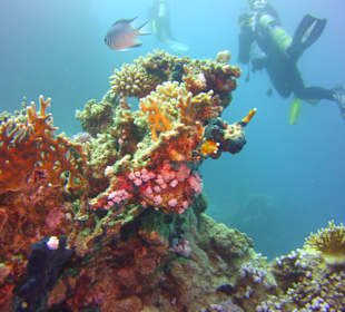 Tauchen Brayka Bay Marsa Alam