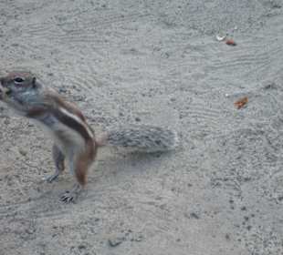 "nun gib schon her" Streifenhörnchen