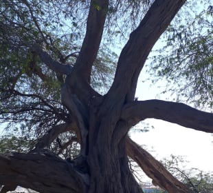 Baum des Lebens