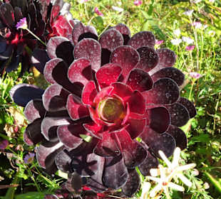 Eindrücke vom Rundgang durch Blandy´s Garden