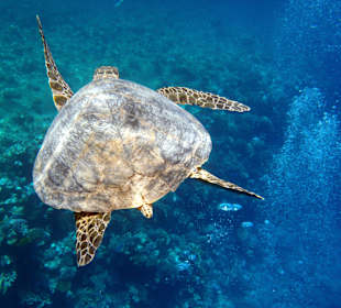 Schildkröte am Hausriff