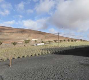 Aloefarm auf Fuerteventura