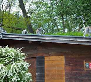 Südamerika Bereich - Katta