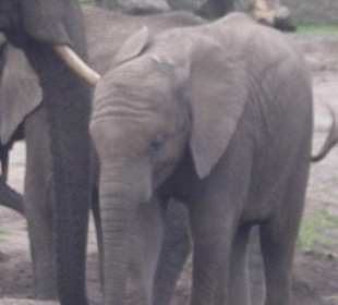 Elefant