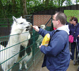 Lamas