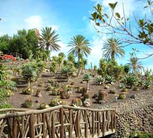 Kleiner Ausschnitt des Kakteengartens