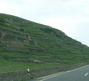 Der "Wein" zum greifen nah - an der Ahr