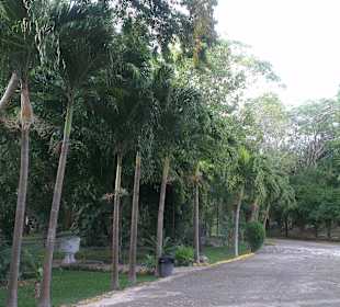 In der Anlage Cenote Ik-Kil