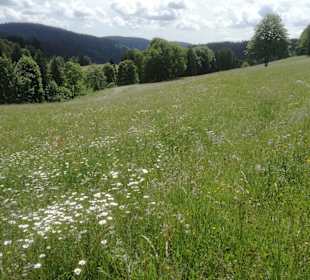 Wanderweg um Todtmoos
