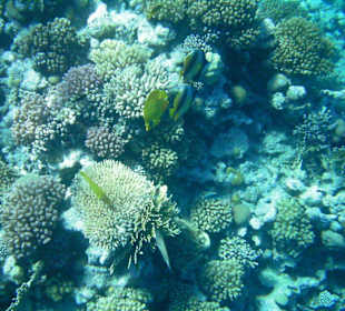 Unterwasserbild 2. Riff