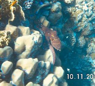 Schnorcheln Marsa Alam