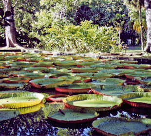 Botanischer Garten
