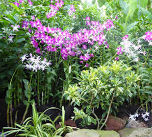 Orchideengarten