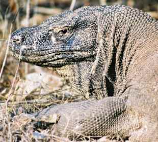 Komodowaran