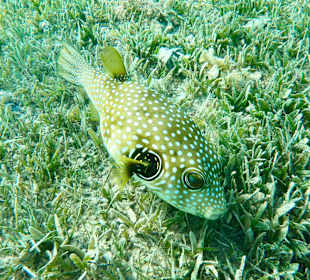 Schnorcheln Marsa Alam