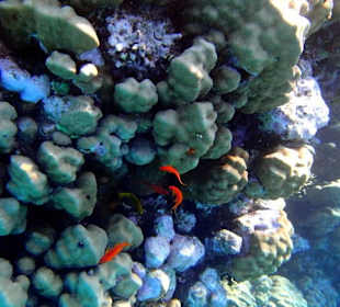 Риф - Hotel Tropitel Sahl Hasheesh