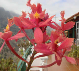 Und noch einmal die tollen Blumen