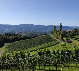 Weingebiet Richtung Slowenien
