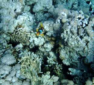 Nemo am Hauriff vom Hotel Iberotel Club Fanara