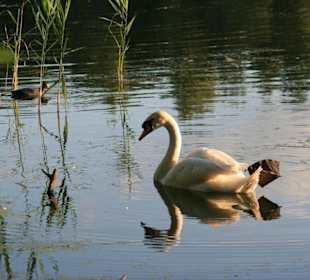 Ruhephase  des Schwanes