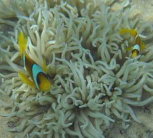 Anemonenfische