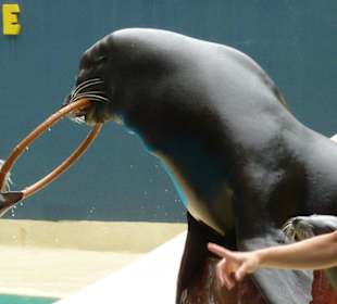 Seehundshow
